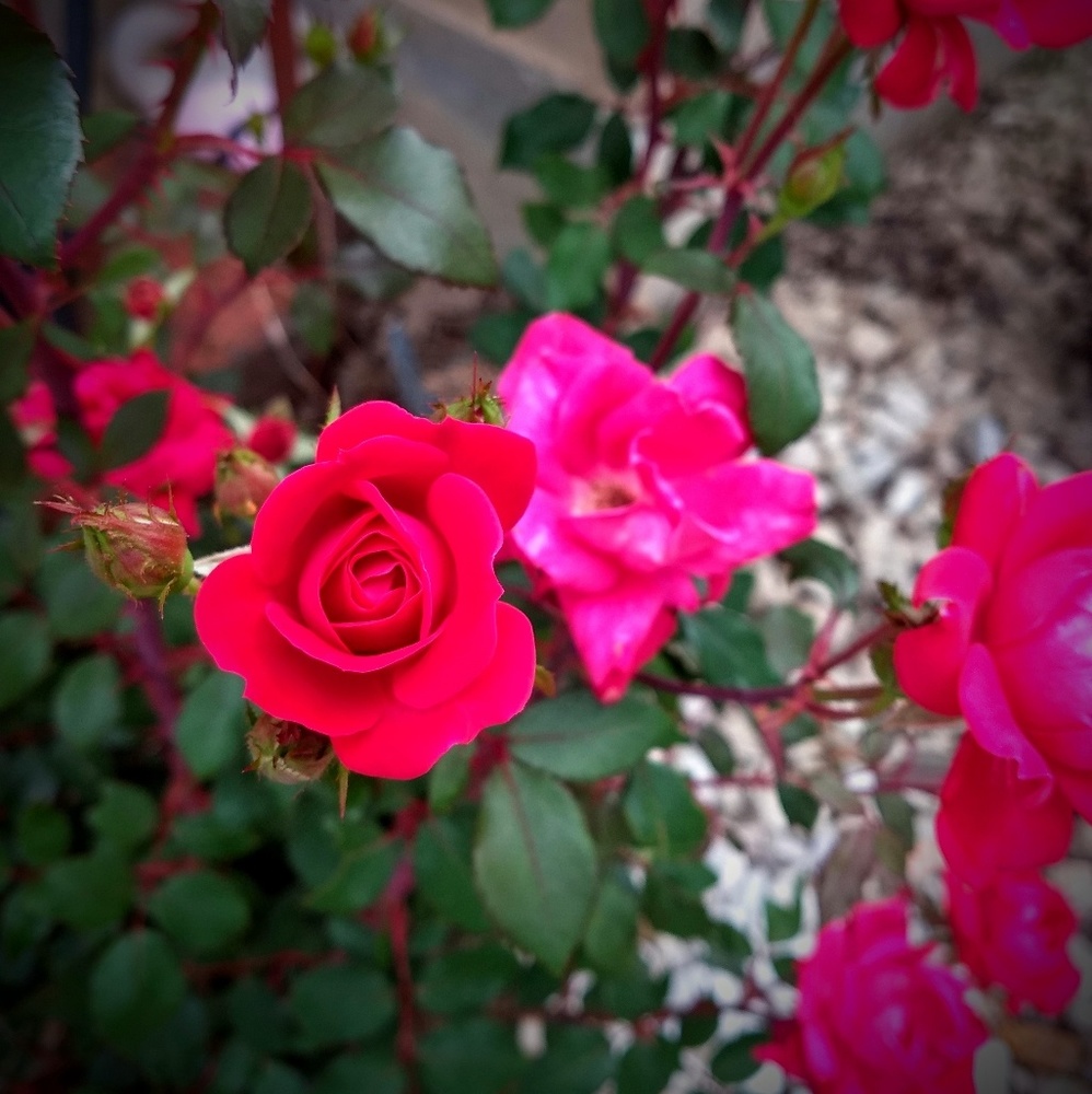 Meet your Posher, Miranda